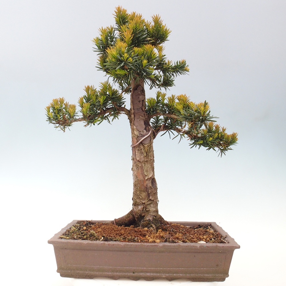 Outdoor bonsai - Taxus cuspidata - Japanese yew