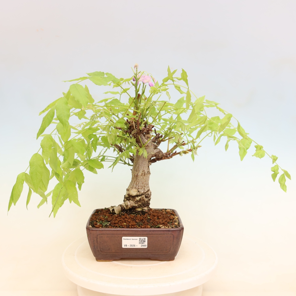 Outdoor bonsai - Wisteria floribunda