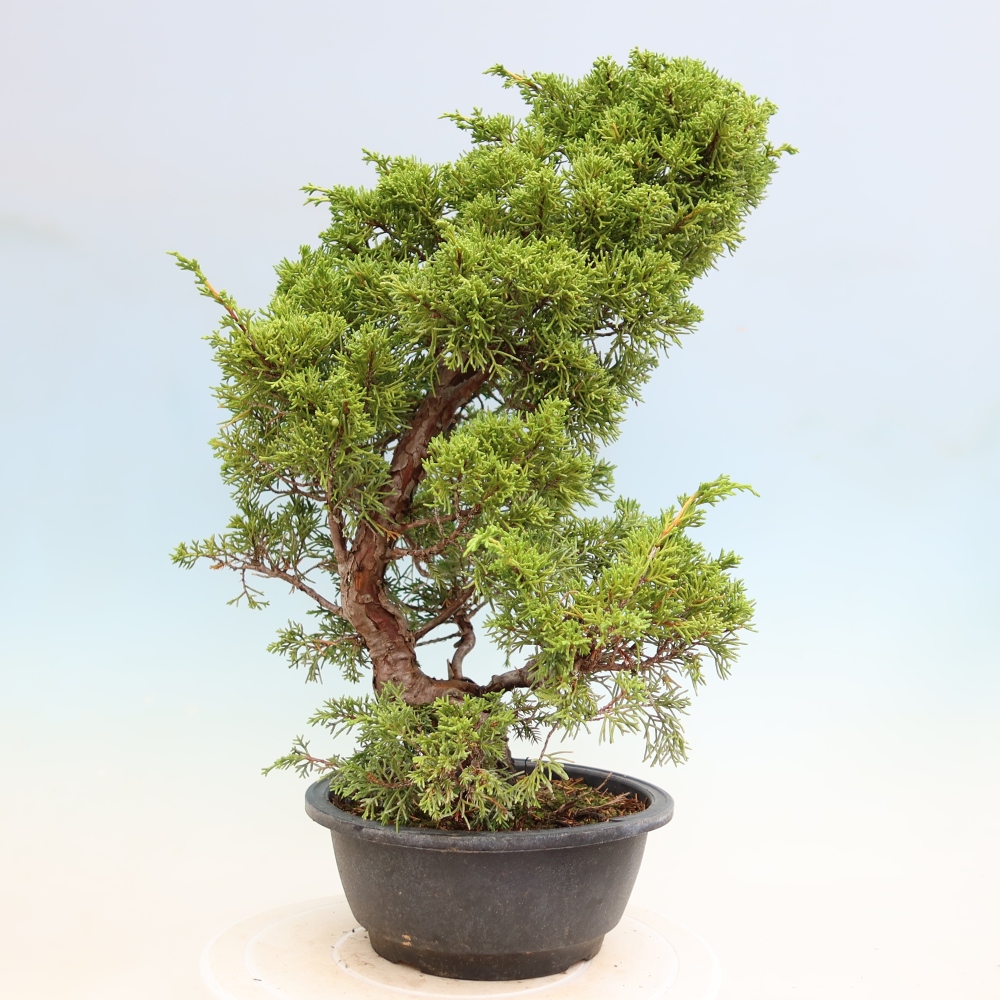 Outdoor Bonsai - Juniperus chinensis Itoigawa - Chinese Juniper