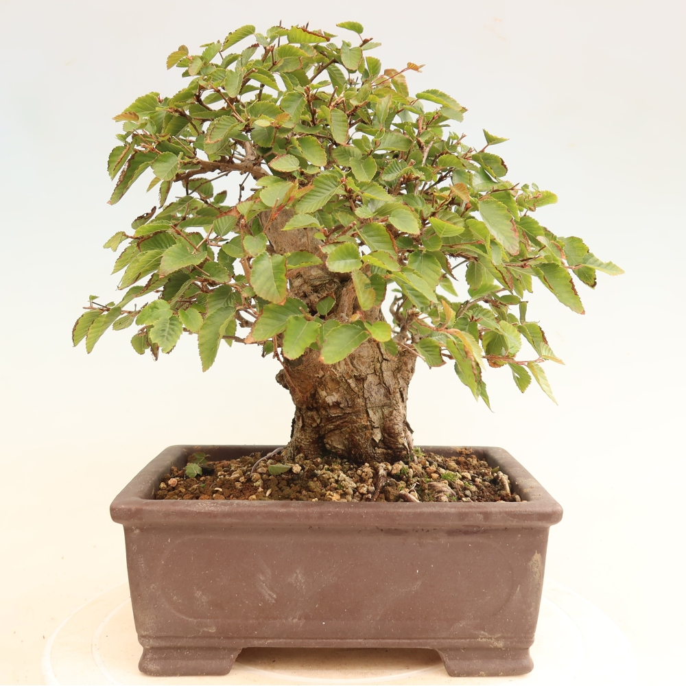 Outdoor bonsai -Carpinus CARPINOIDES - Korean Hornbeam