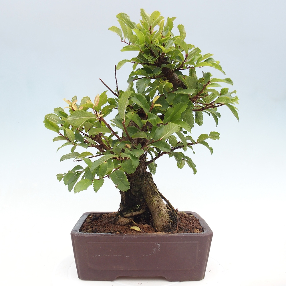 Outdoor bonsai - Zelkova - Zelkova serrata