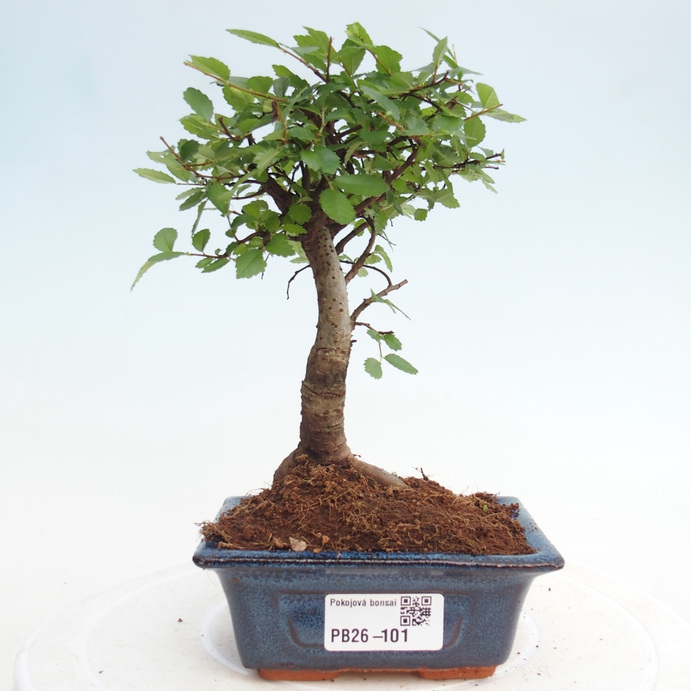 Room bonsai - Ulmus parvifolia - Small-leaved elm