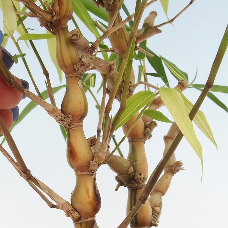 Room bonsai - Bamboo budha-Bamboo budha belly