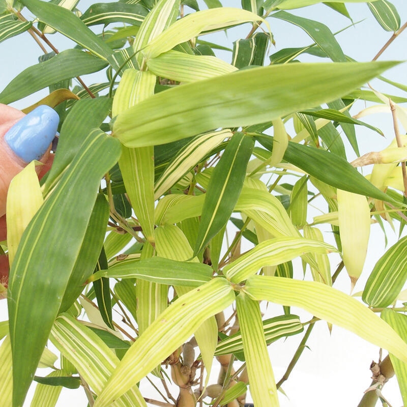 Room bonsai - Bamboo budha-Bamboo budha belly