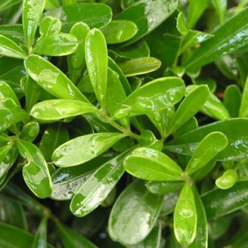 Room Bonsai - Buxus harlandii - Cork boxwood