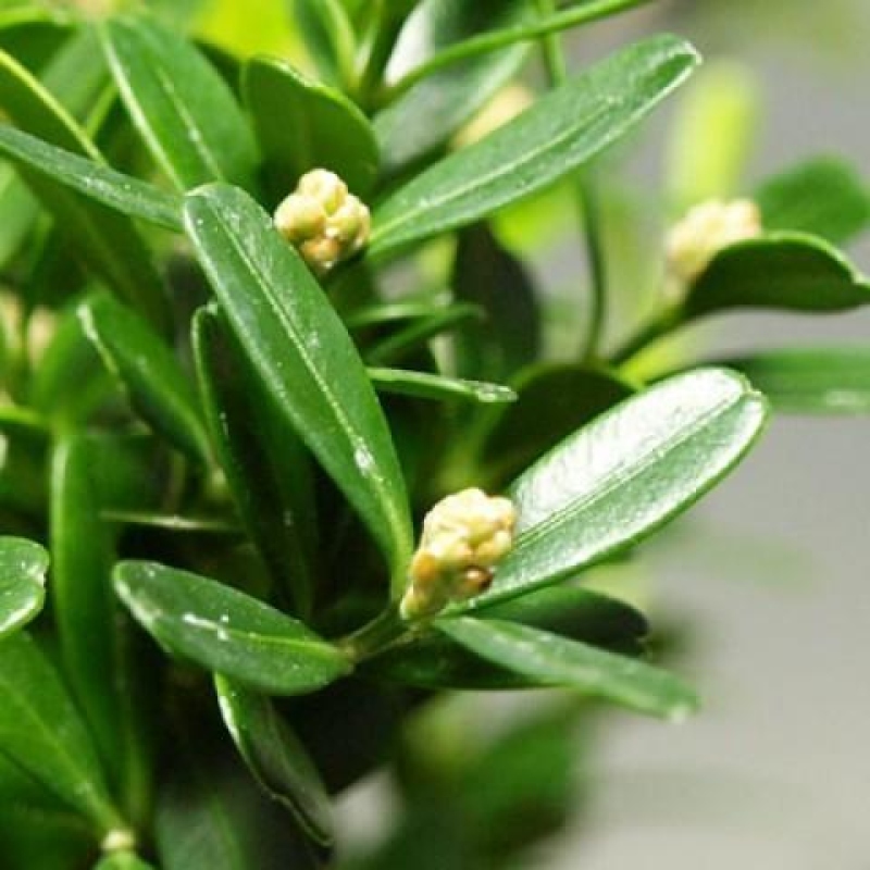 Room Bonsai - Buxus harlandii - Cork boxwood