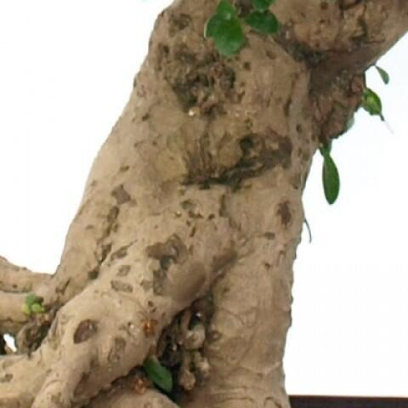 Room bonsai - Carmona macrophylla - Tea fuki