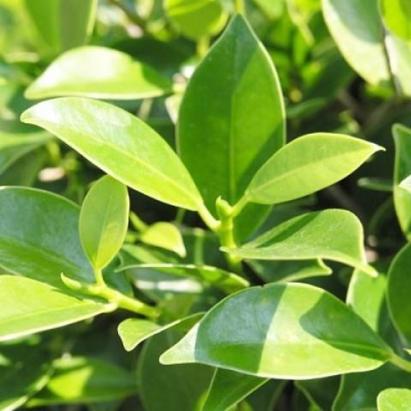 Indoor bonsai - Ficus kimmen - small-leaved ficus