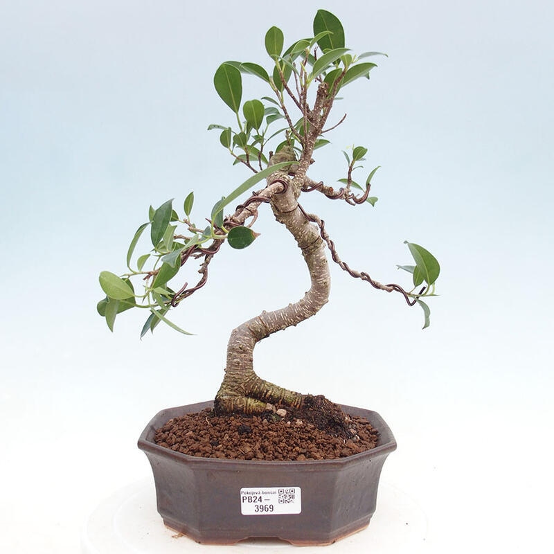 Room bonsai - Ficus kimmen - little ficus
