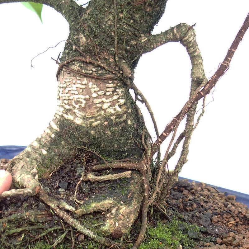Indoor bonsai - Ficus kimmen - small-leaved ficus