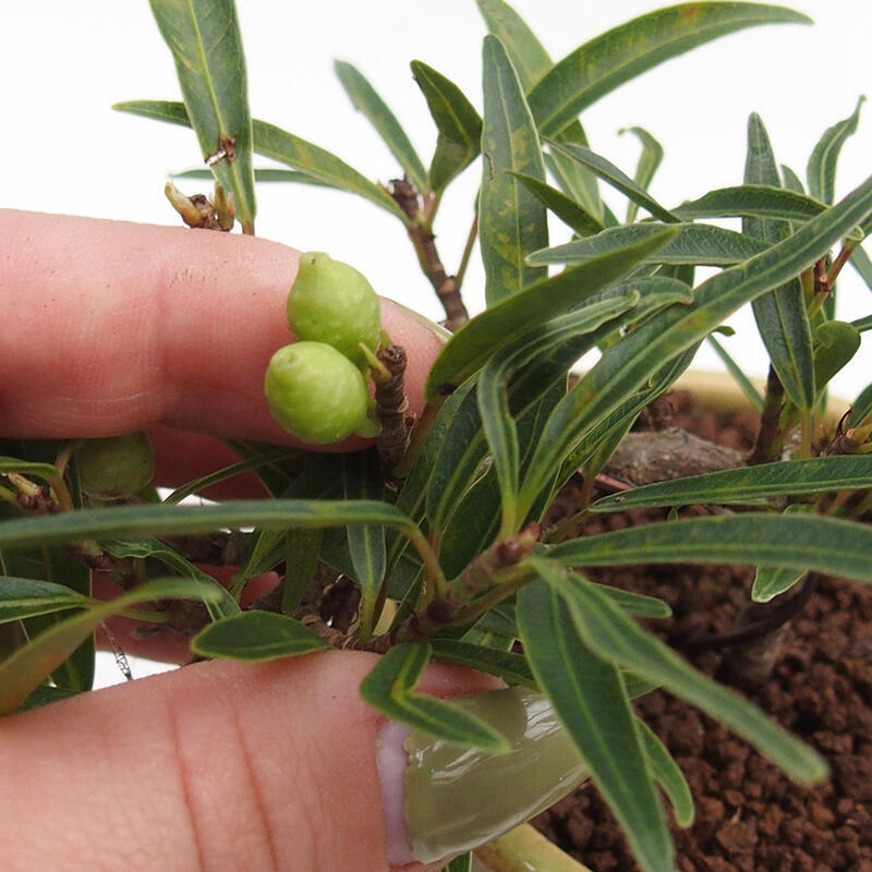 Room bonsai - Ficus nerifolia - small-leaved ficus in container