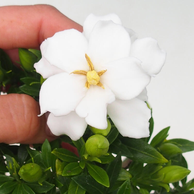 Indoor Bonsai - Gardenia jasminoides - Gardenia