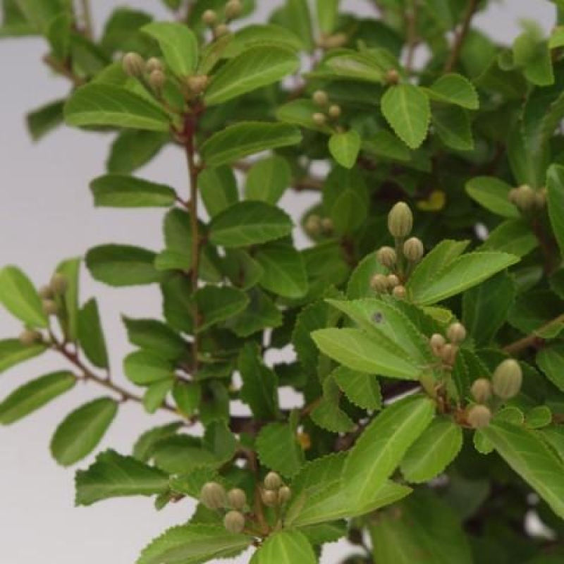 Indoor Bonsai—Grewia occidentalis—Lavender Star
