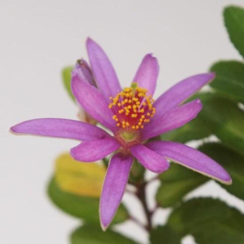 Indoor Bonsai—Grewia occidentalis—Lavender Star