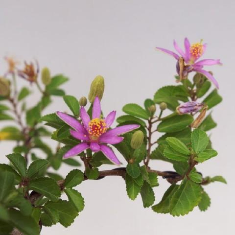 Indoor Bonsai—Grewia occidentalis—Lavender Star