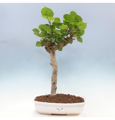 grow buddha bonsai Baby Buddha Bonsai #50  My O My Bonsai
