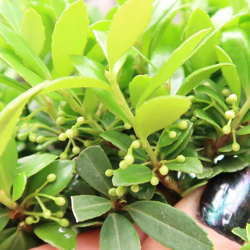 Room bonsai - Ilex crenata - Holly