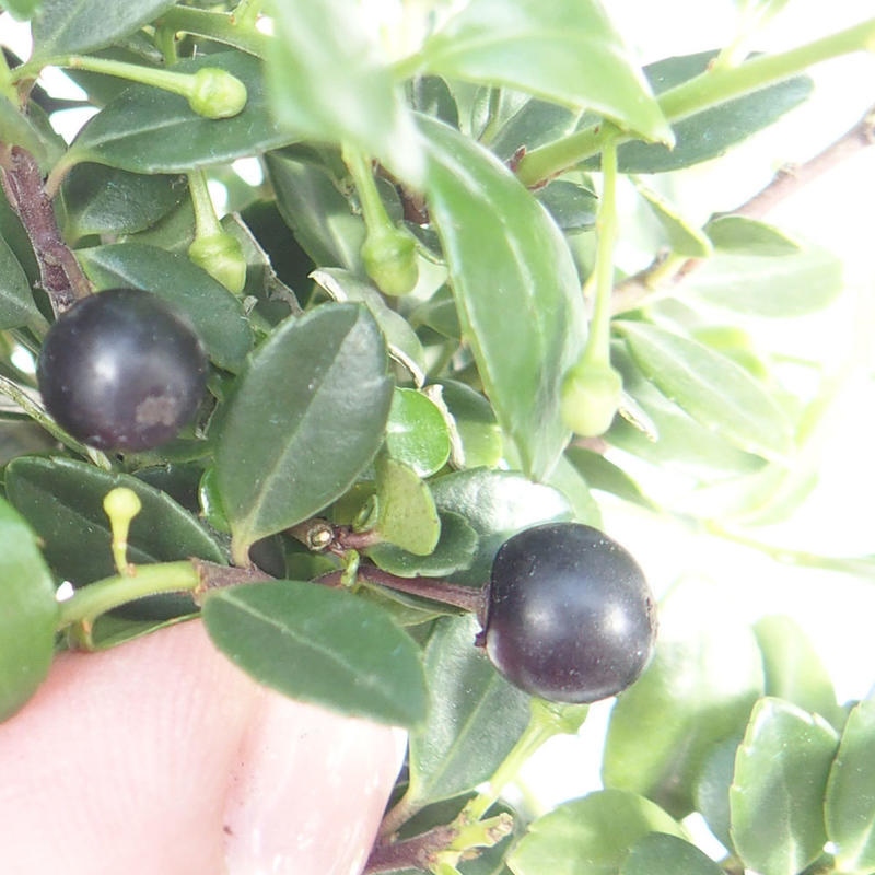 Kokedama with a saucer - Ilex crenata - Holly