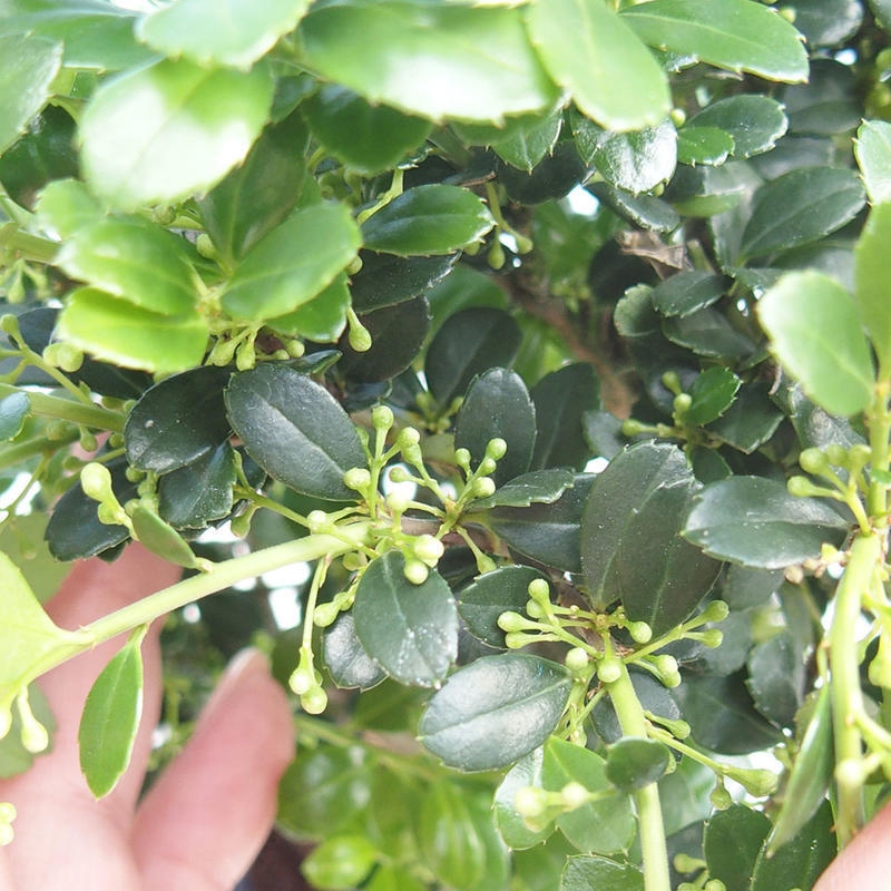 Kokedama with a saucer - Ilex crenata - Holly