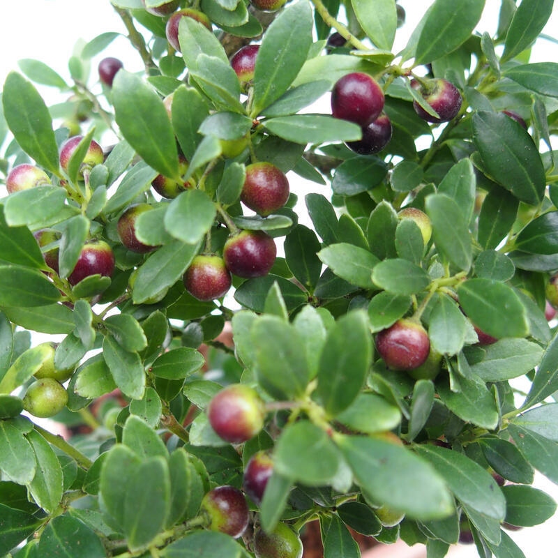 Room bonsai - Ilex crenata - Holly