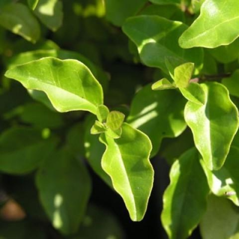 Indoor bonsai -Ligustrum chinensis - Bird's beak