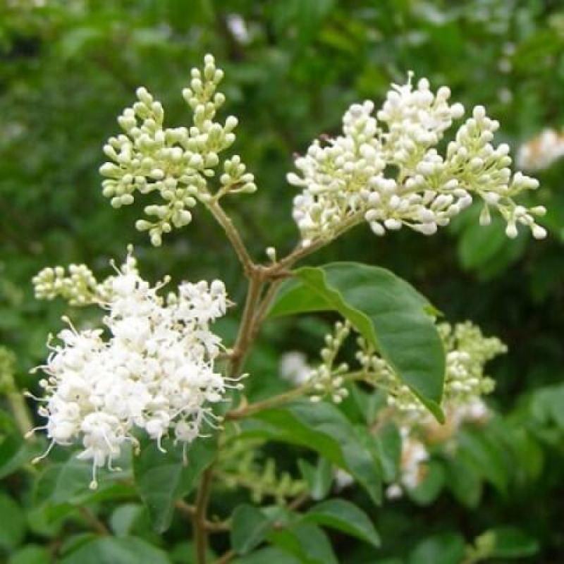 Indoor bonsai -Ligustrum chinensis - Bird's beak