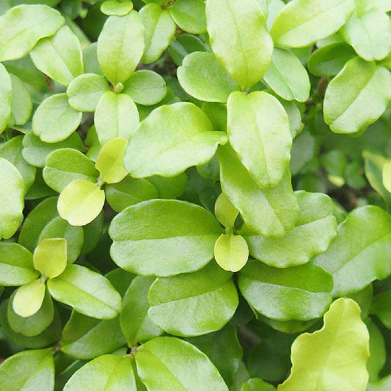 Room bonsai -Ligustrum retusa - small-leaved bird's beak