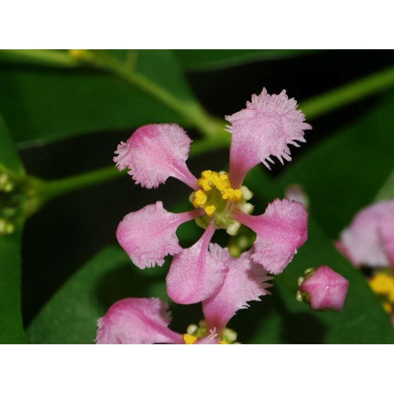 Indoor Bonsai - Barbados Cherry (Malpighia glabra) 