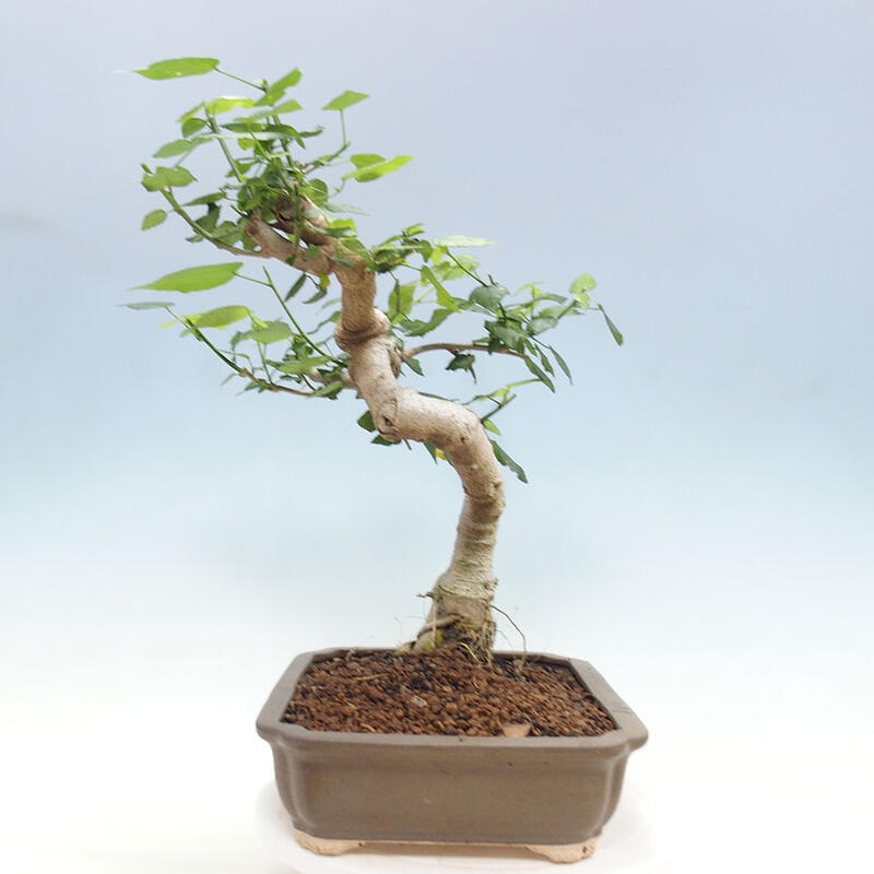 Indoor bonsai - Malvaviscus arboreus - woody hibiscus + SUISEKI book Free