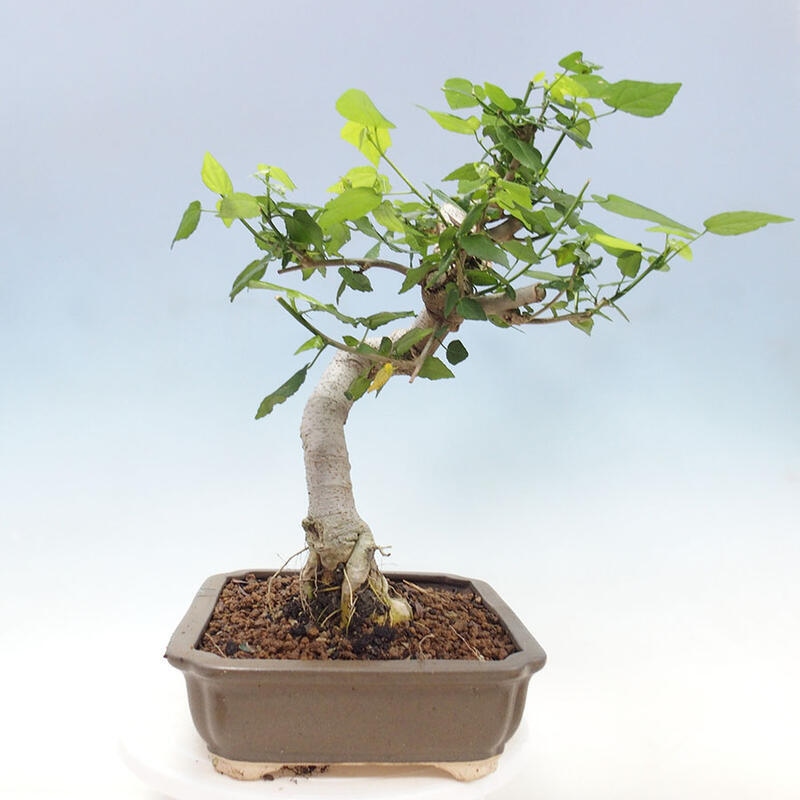 Indoor bonsai - Malvaviscus arboreus - woody hibiscus + SUISEKI book Free