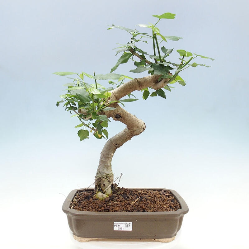 Indoor bonsai - Malvaviscus arboreus - woody hibiscus + SUISEKI book Free