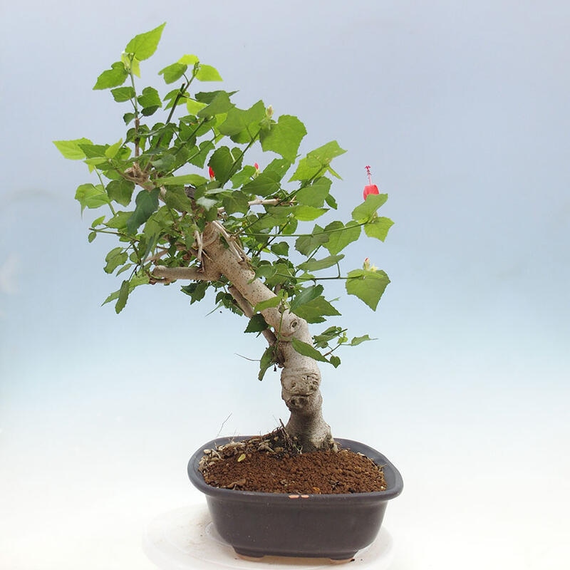 Indoor bonsai - Malvaviscus arboreus - woody hibiscus + SUISEKI book Free