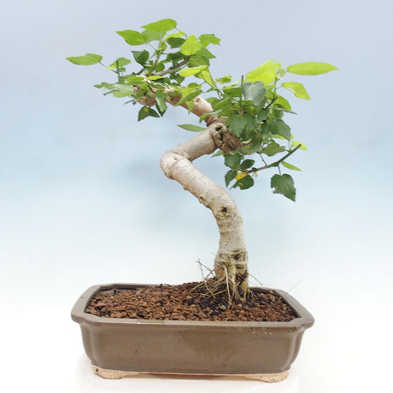 Indoor bonsai - Malvaviscus arboreus - woody hibiscus + SUISEKI book Free