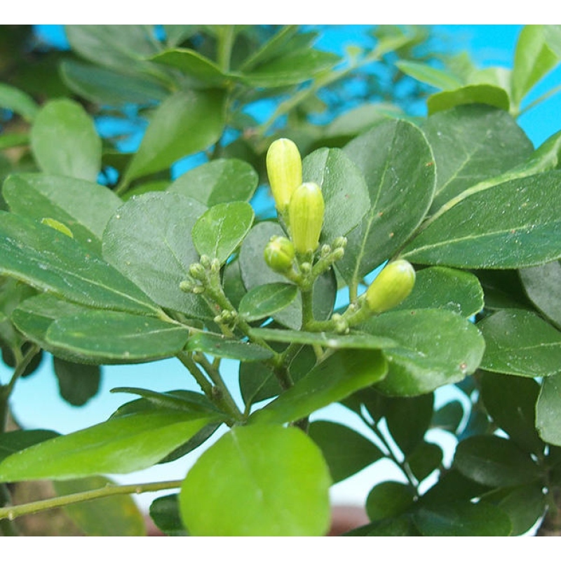 Room bonsai - Muraya paniculata