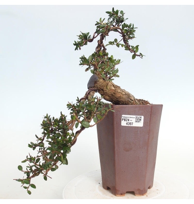 Indoor bonsai - Myrtus communis - Common myrtle - e-bonsai.com