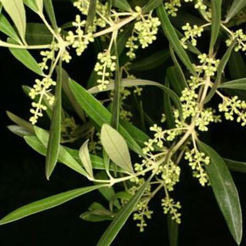 Indoor bonsai - Olea europaea sylvestris