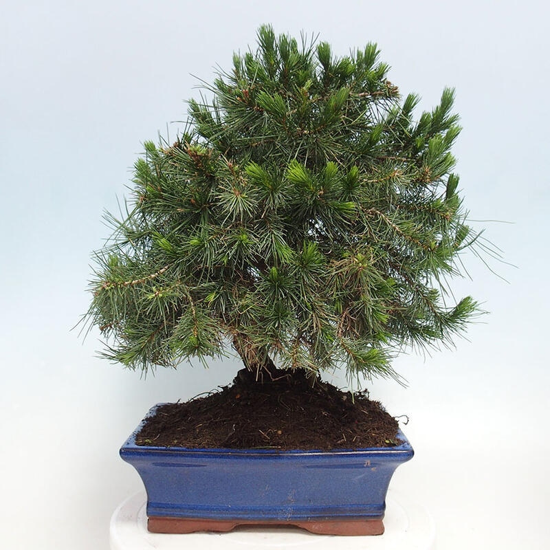 Room bonsai-Pinus halepensis-Pine of Aleppo