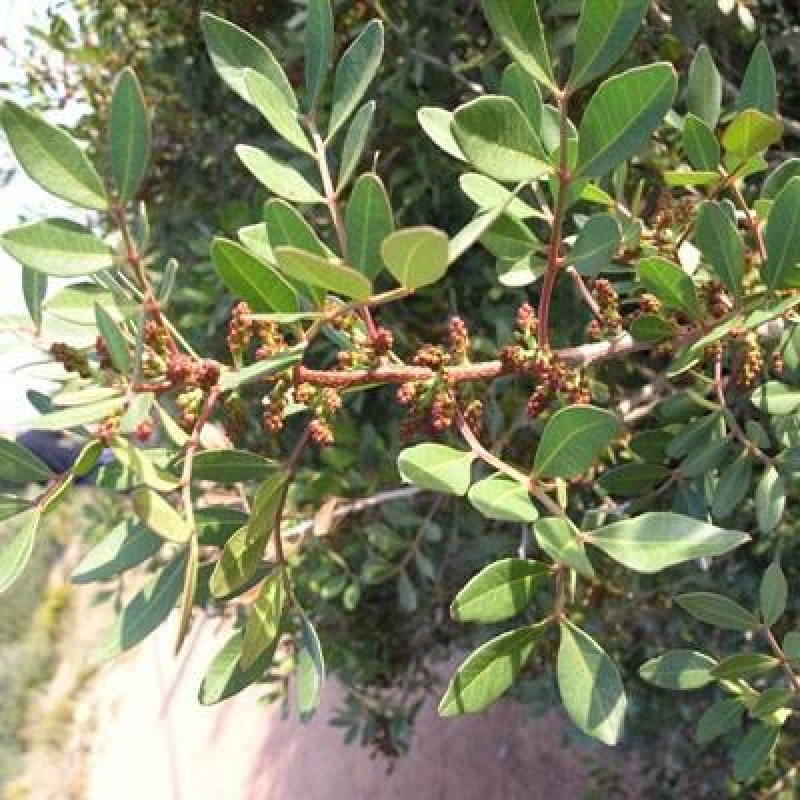 Indoor Bonsai - Pistacia Lentiscus - Pistachio