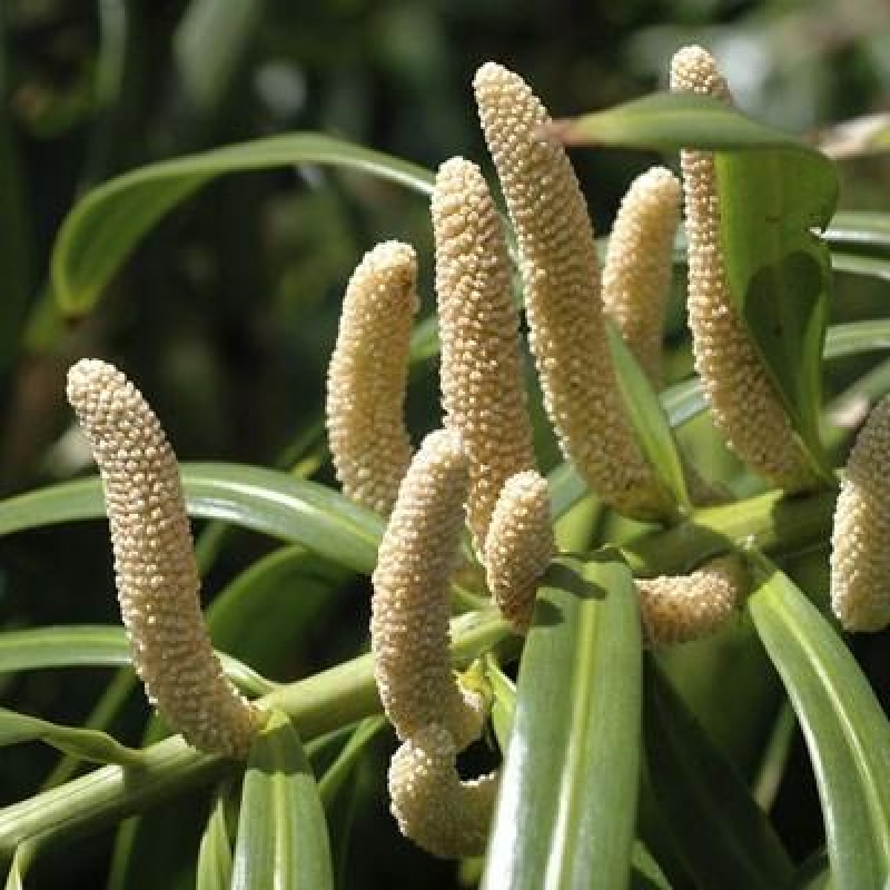 Room bonsai - Podocarpus - Stone Yew