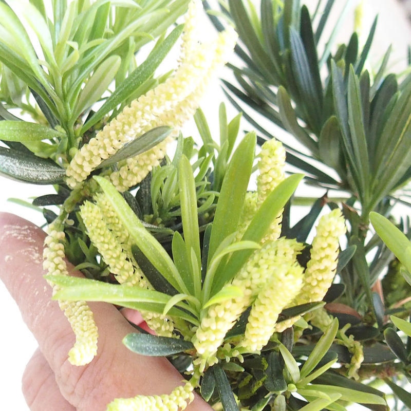 Indoor bonsai - Podocarpus - Stone thous