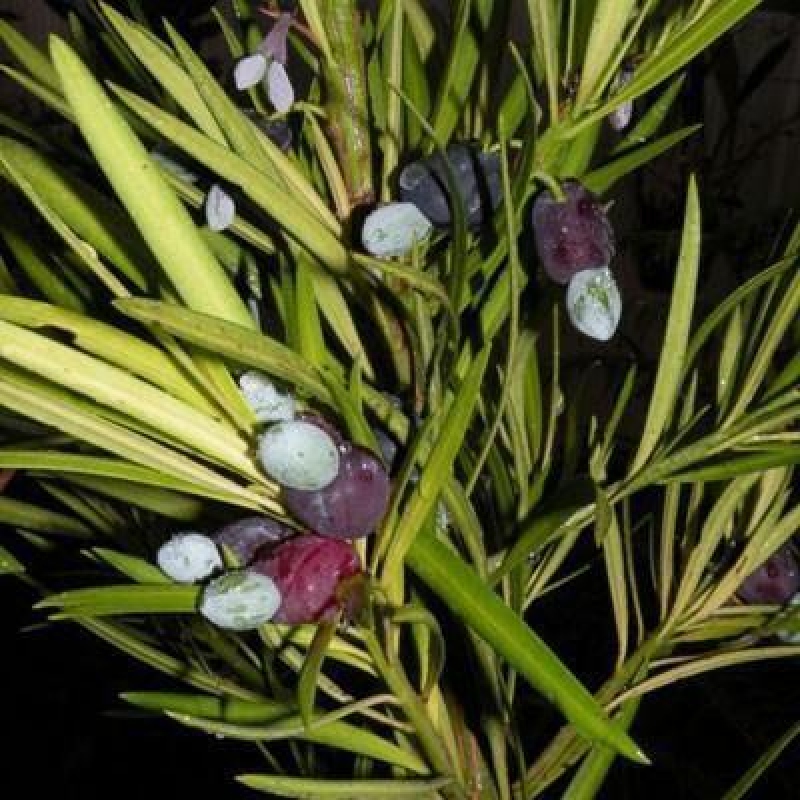 Indoor bonsai - Podocarpus - Stone thous