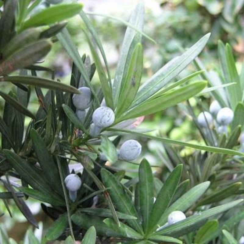 Indoor bonsai - Podocarpus - Stone thous