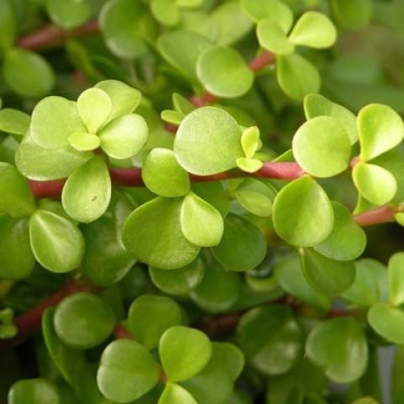 Indoor bonsai - Portulakaria Afra - Tlustice