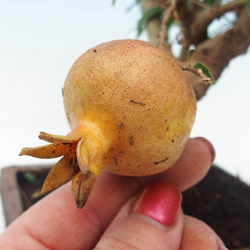 Room bonsai-PUNICA granatum nana-Pomegranate