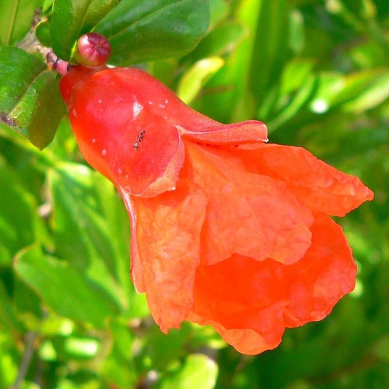 Room bonsai-PUNICA granatum nana-Granate apple