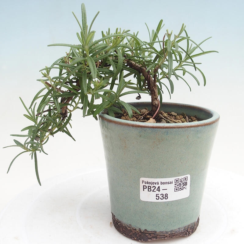 Indoor bonsai - Rosemary-Rosmarinus officinalis