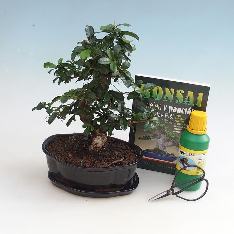 Room bonsai set