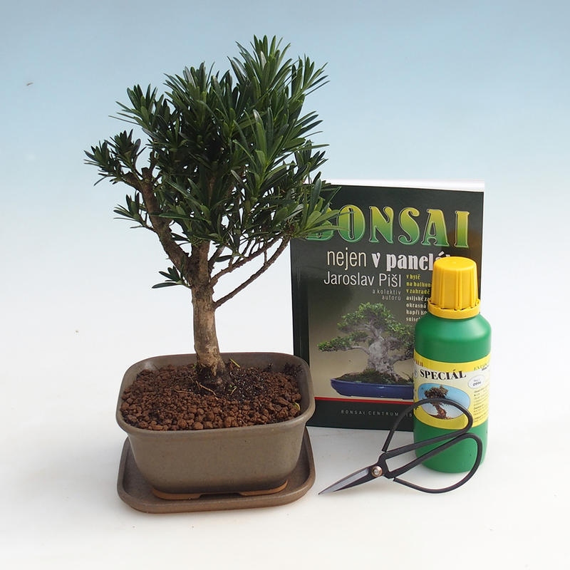 Room bonsai set