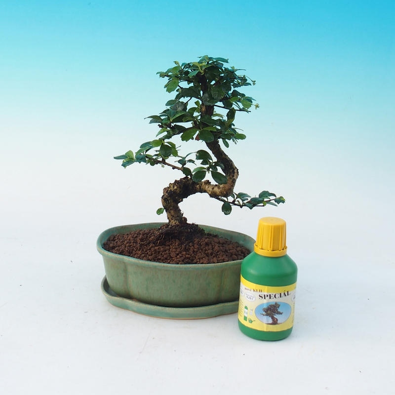 Room bonsai set Carmona macrophylla - Tea fuki