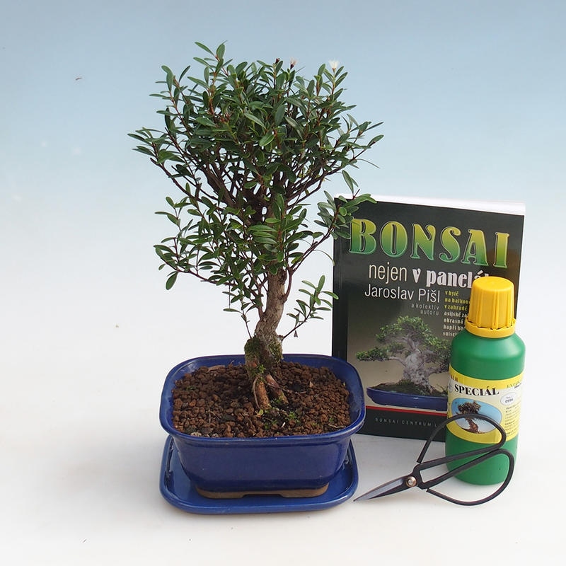 Room bonsai set
